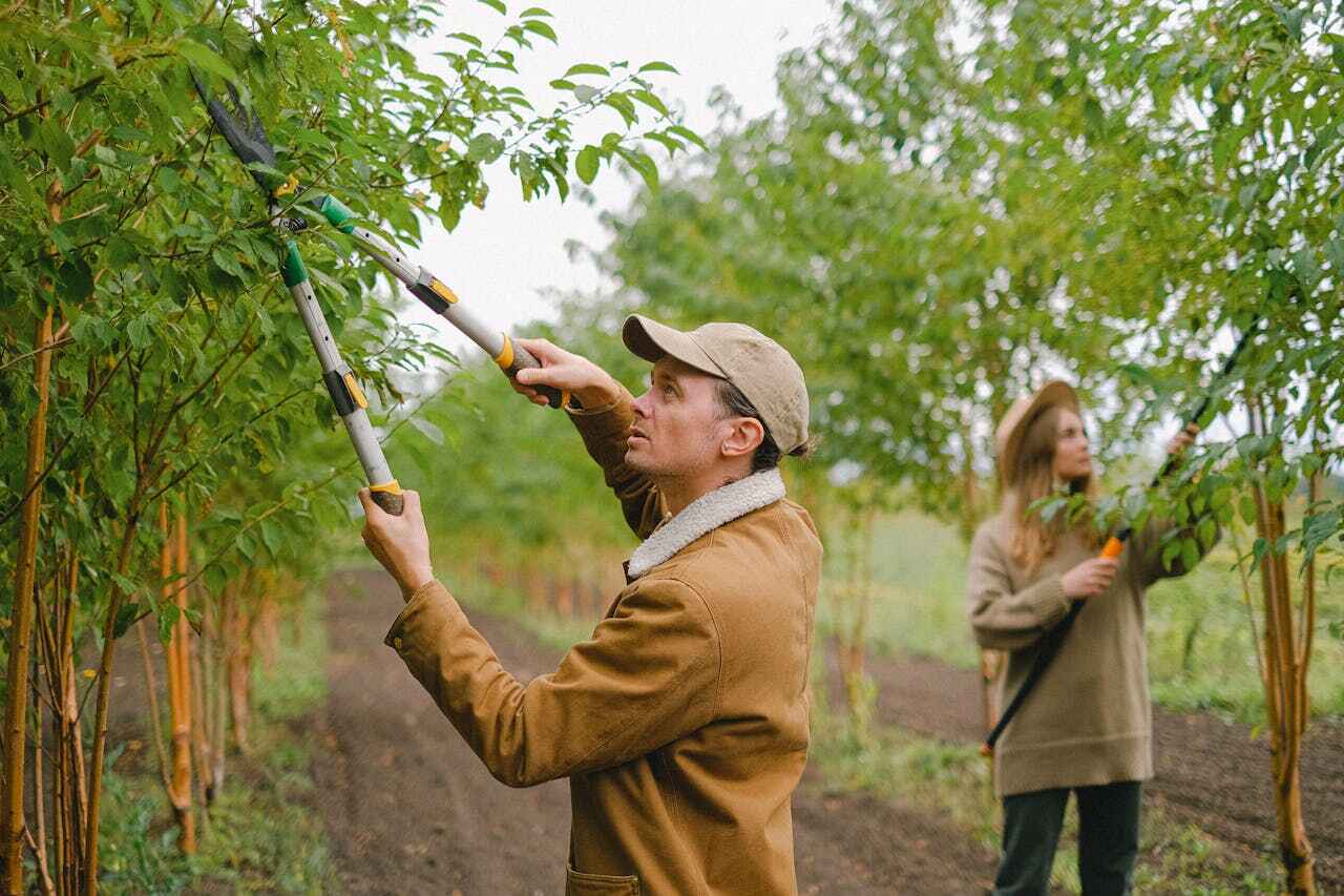 Best Emergency Tree Service  in South Monroe, MI